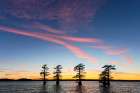 Stand of bald cypress trees, silhouetted at sunset, Caddo Lake, Texas. Art Print